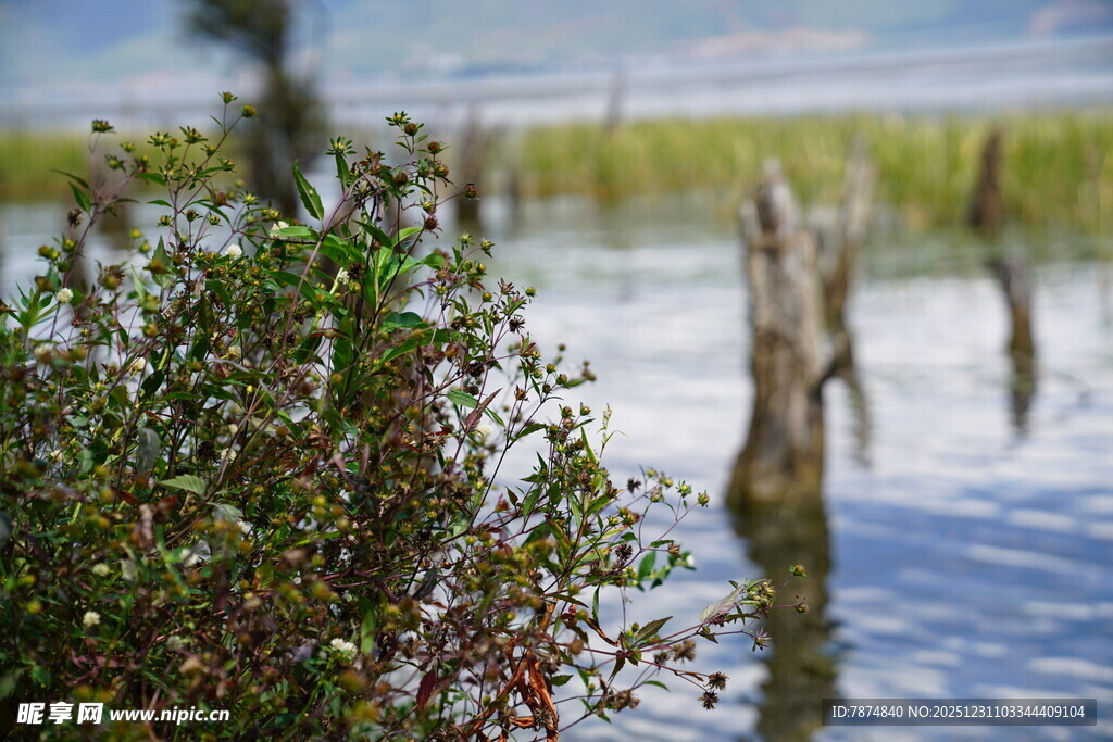 水边绿植与枯木桩景观