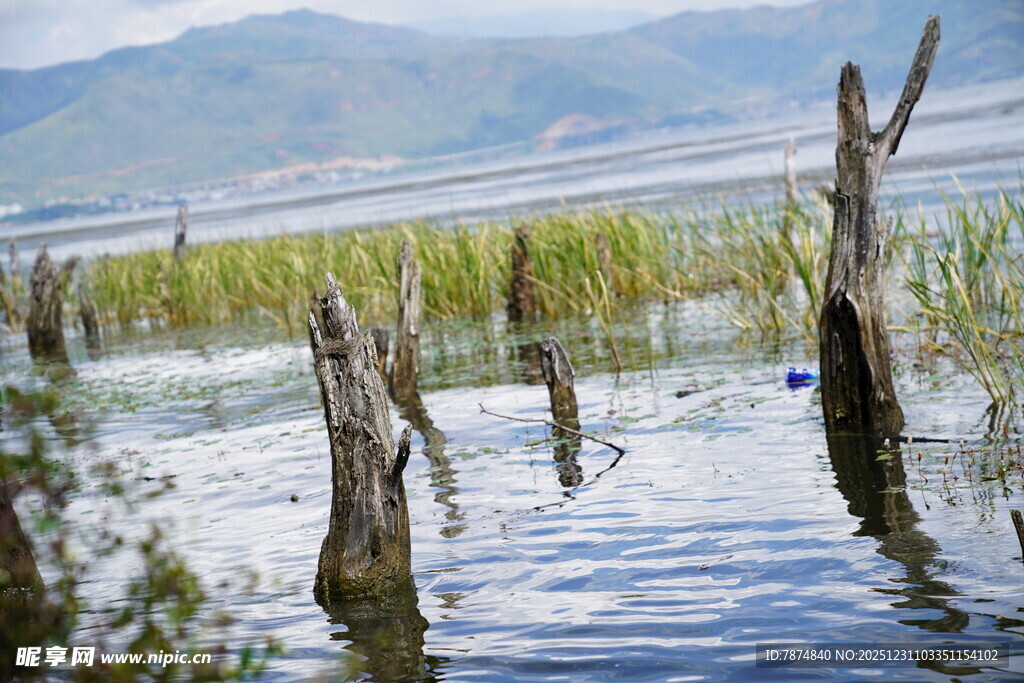 水中枯木 宁静自然景象