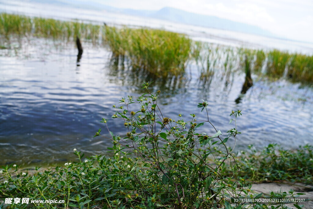 湖畔水草丰茂的自然景致