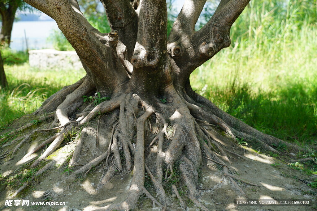 盘根错节的大树根部