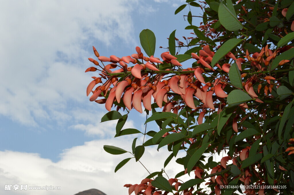 枝头绽放的橙红色花朵