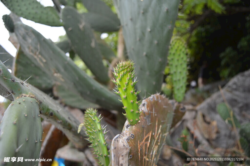 带刺仙人掌特写