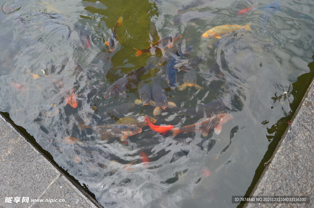 池塘中游动的多彩锦鲤