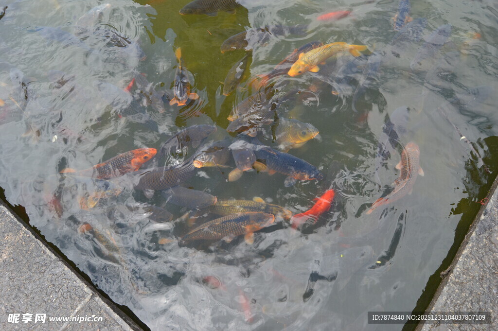 池塘中游动的多彩锦鲤鱼
