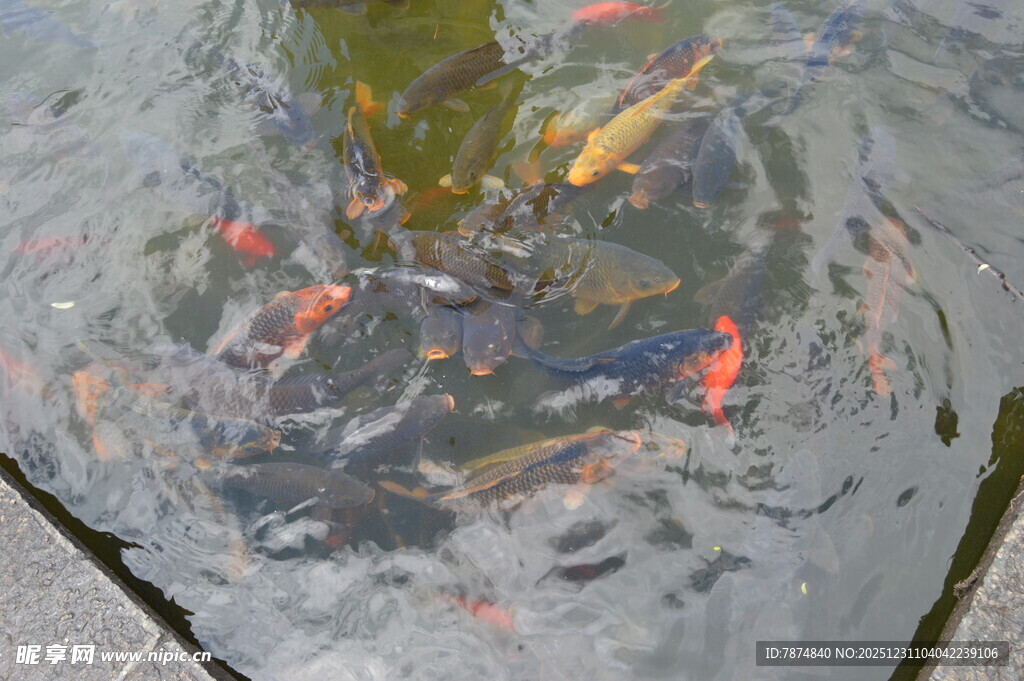 池塘中游动的多彩锦鲤