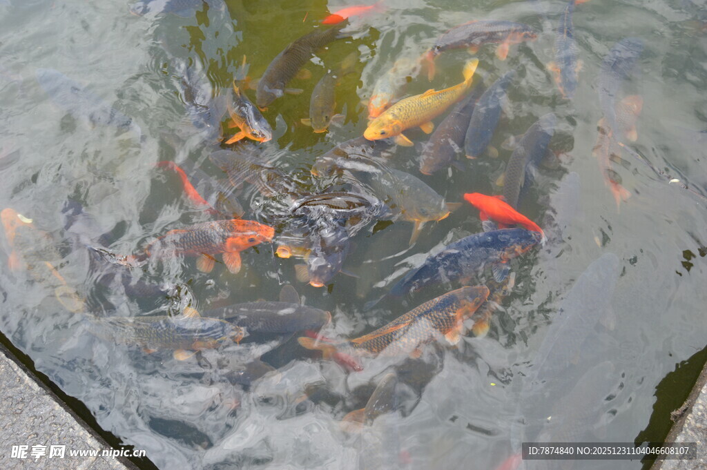 池塘中游动的多彩金鱼