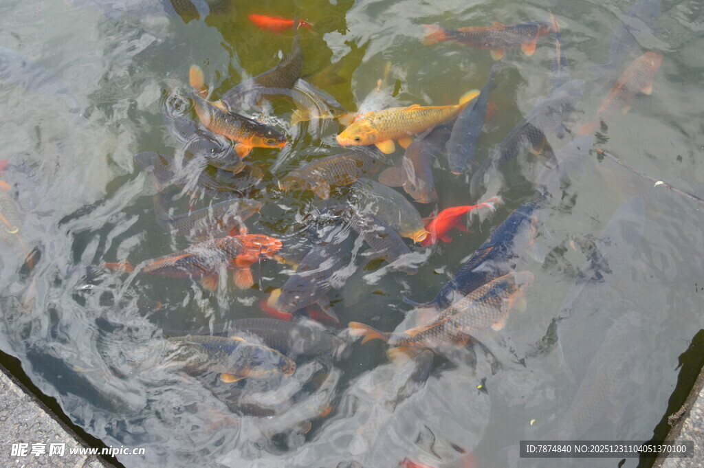 池塘中游动的多彩金鱼