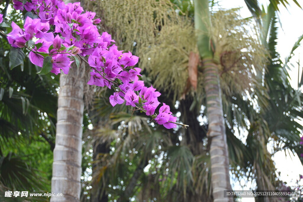 紫色繁花盛开的树木