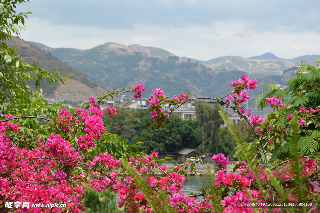 山间绽放的艳丽繁花