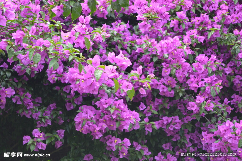 繁茂紫花绽放