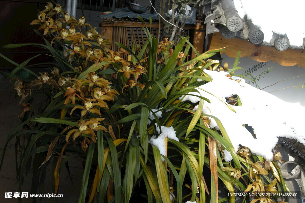 雪中绽放的艳丽兰花