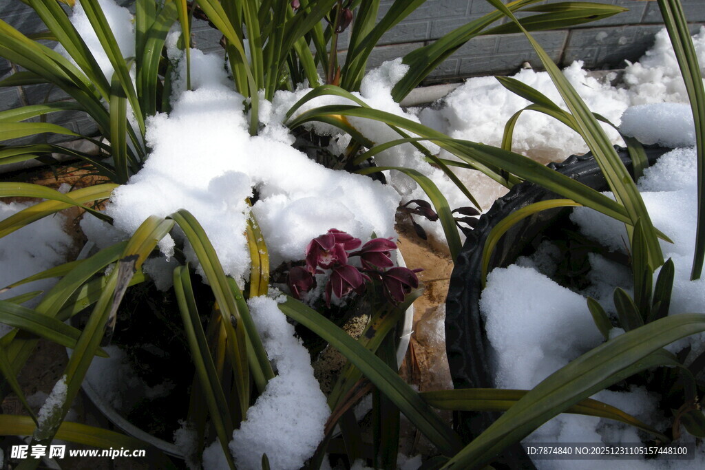 雪中绽放的艳丽花朵