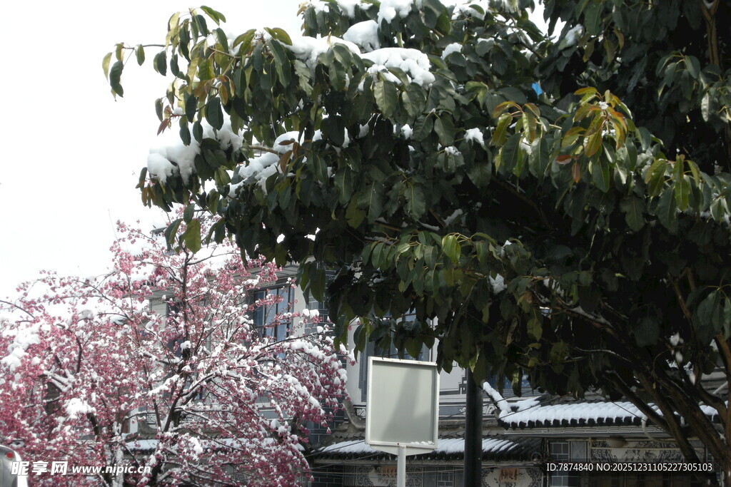 春日繁花与绿树相映