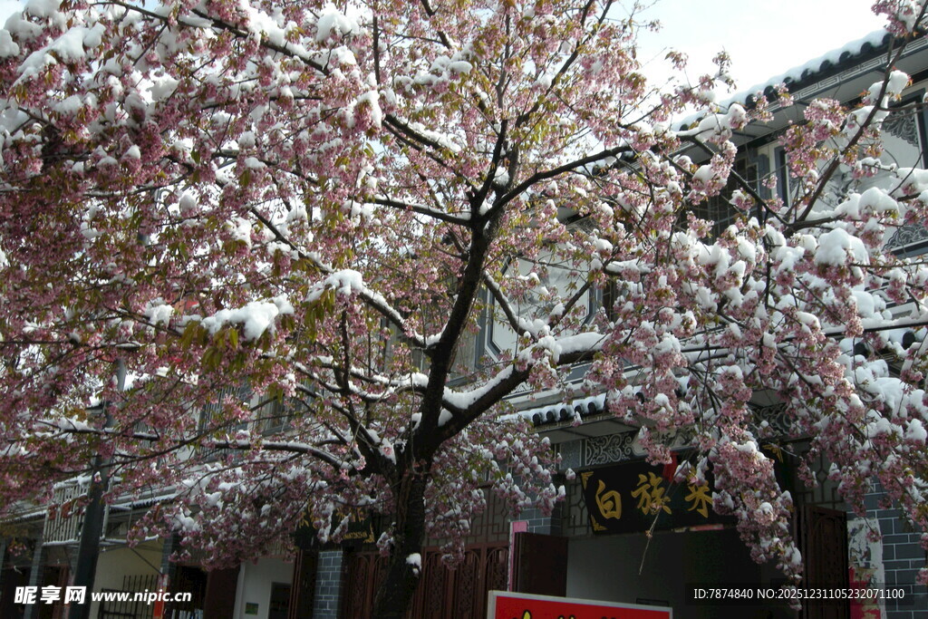古街樱花绽放美景