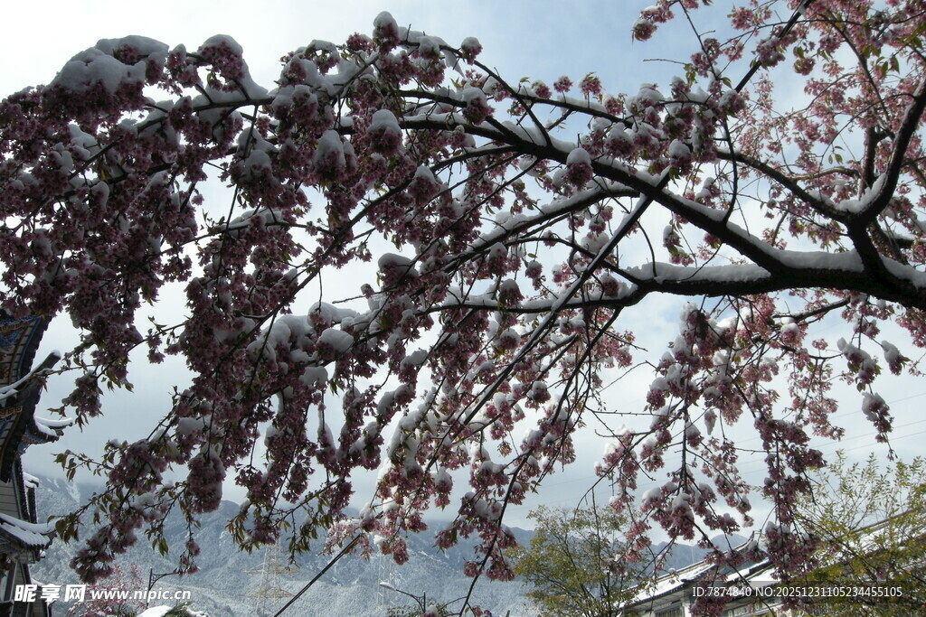 枝头覆雪的紫叶树景