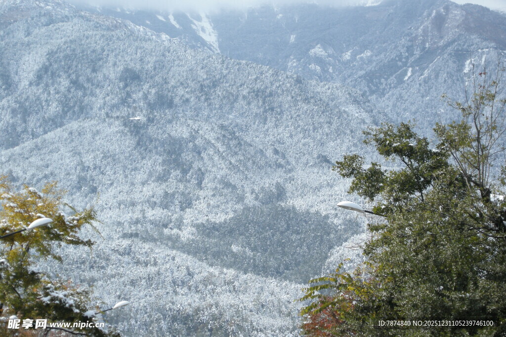 雪覆山峦间的葱郁树木