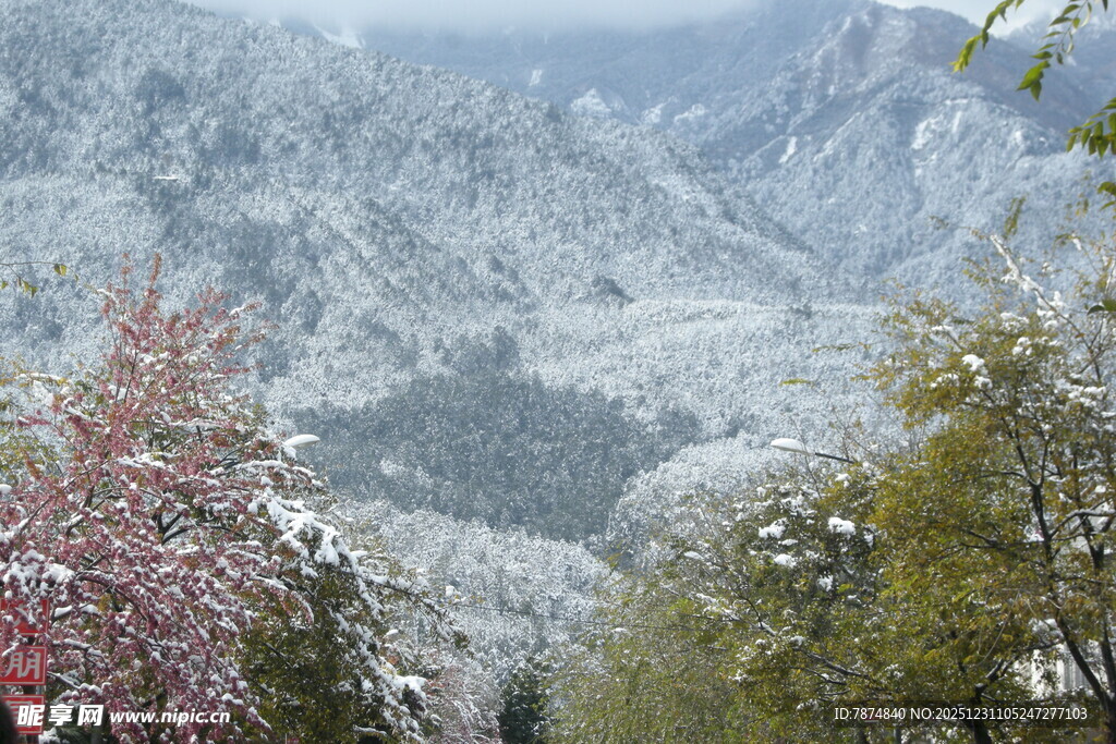 雪覆山林间的绚烂春色