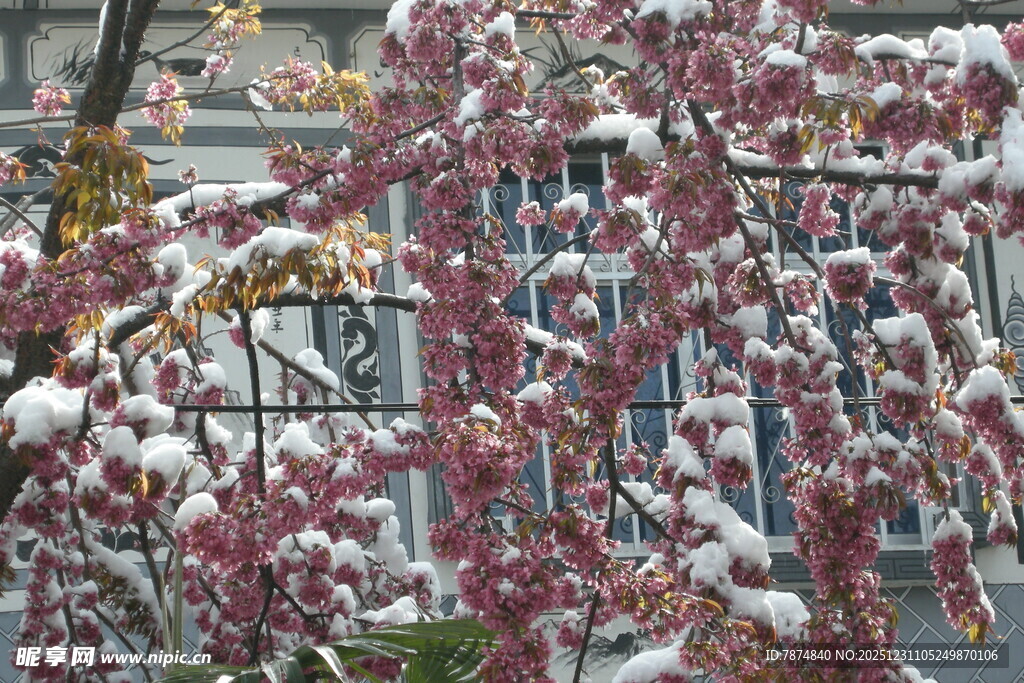 雪覆红叶树枝美景