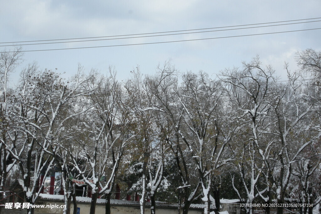 冬日银装素裹的树林景观