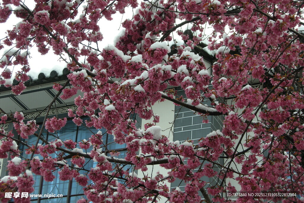 枝头繁花绽 春日美景现