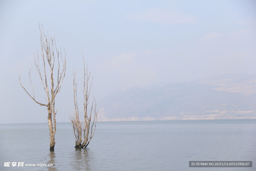 水中枯树 静谧湖景