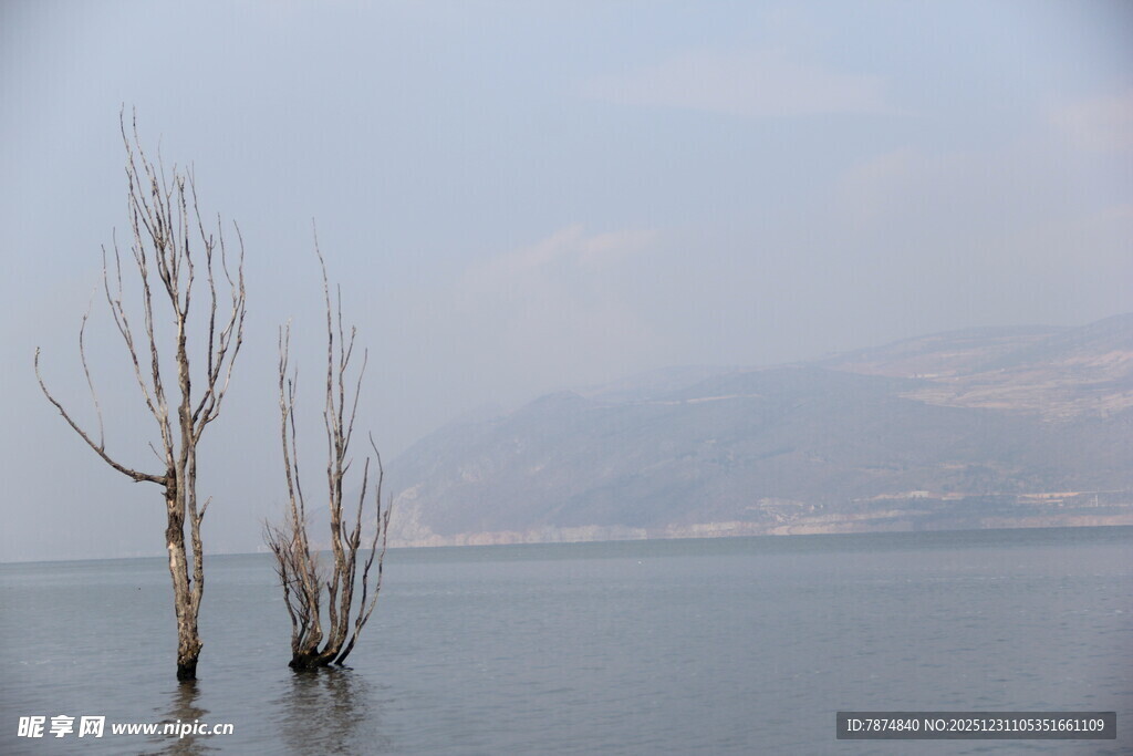 水中枯树 静谧湖景