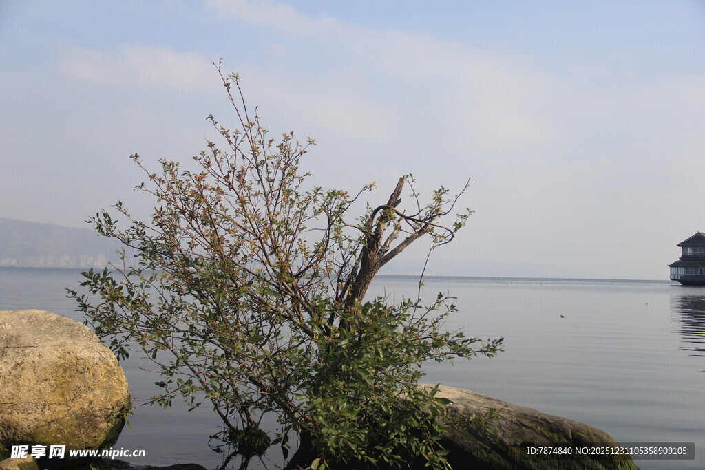湖畔孤树 静美湖景风光