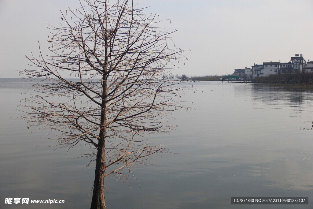 湖畔孤树 静谧冬日景致