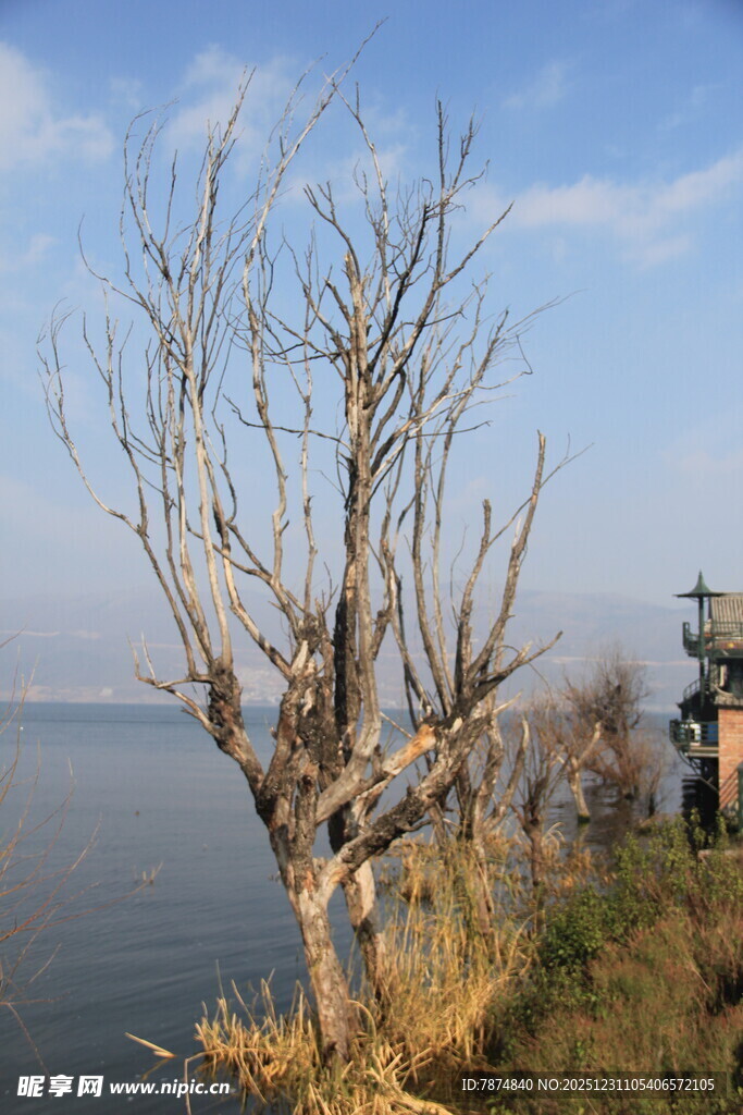 湖畔枯树旁的静谧景象
