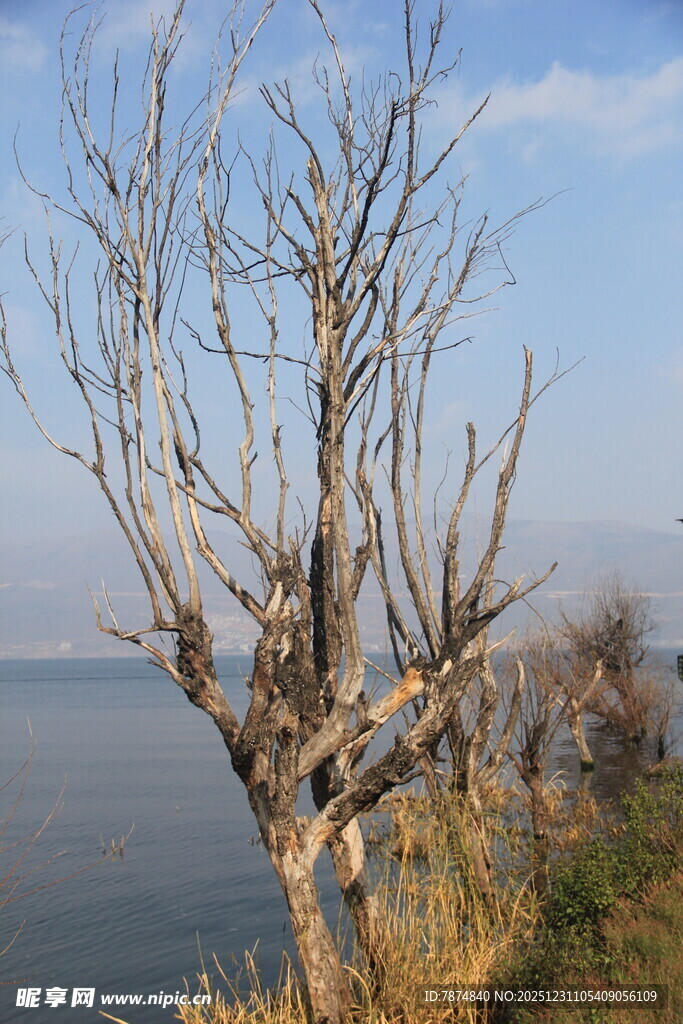 湖畔枯树 尽显萧瑟之美
