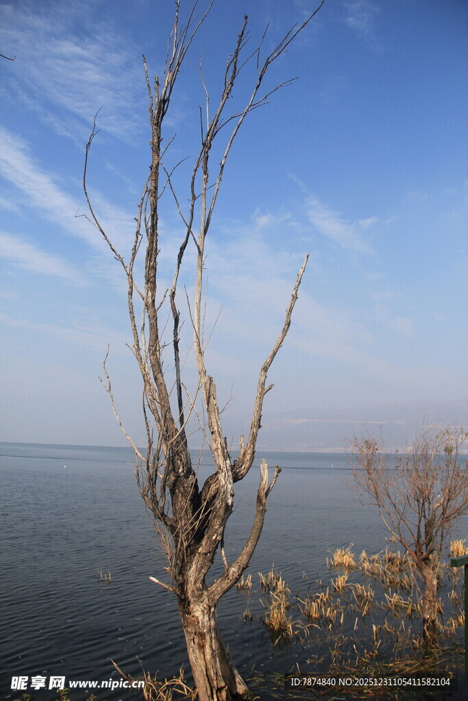 湖畔枯树 尽显萧瑟之美