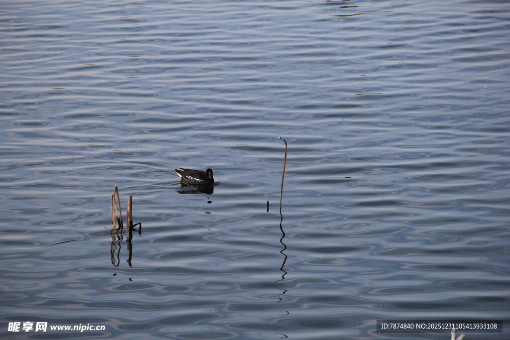 水中孤鸟