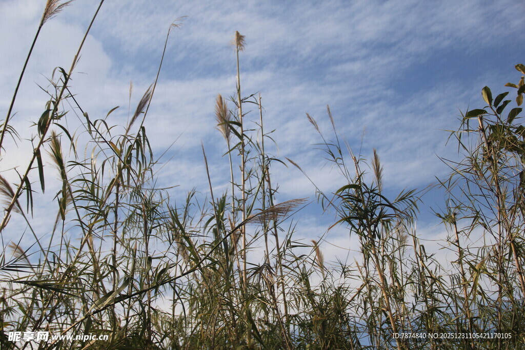 蓝天映衬下的摇曳芦苇