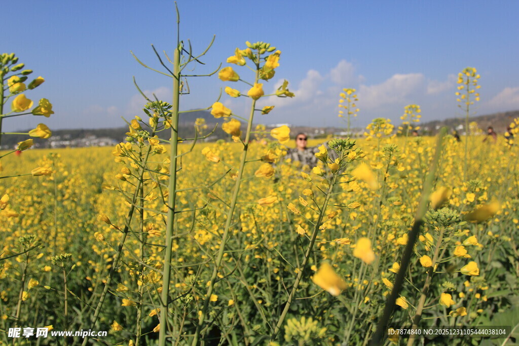 金黄油菜花田美景