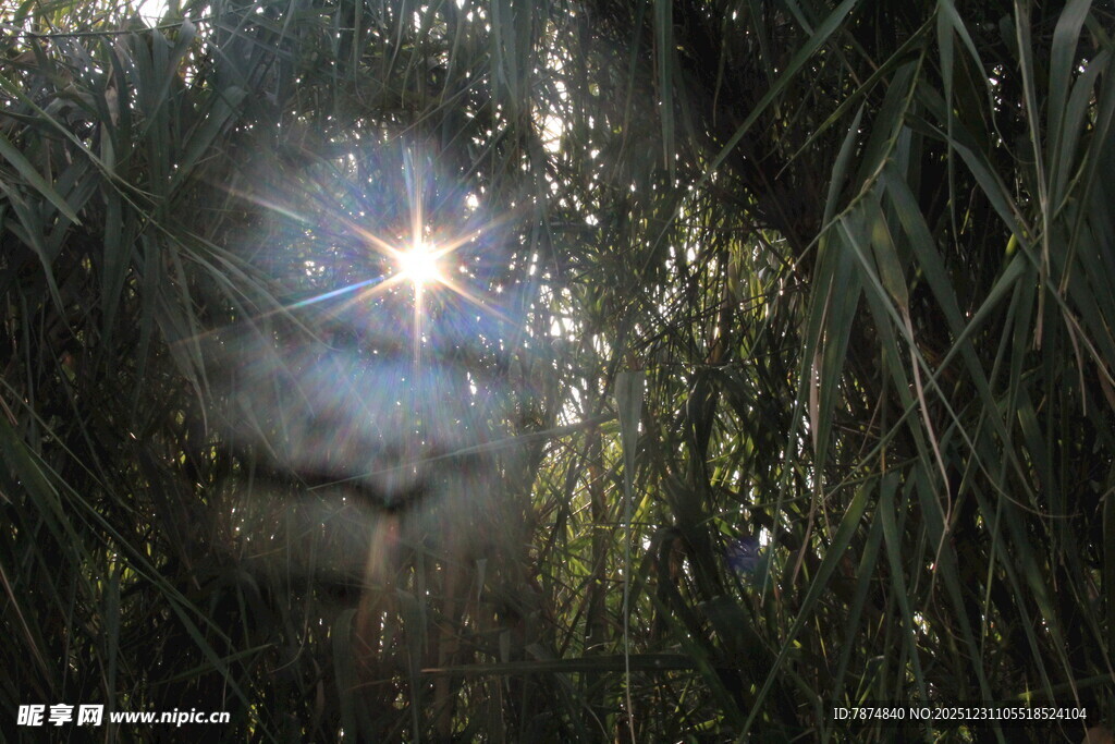 林间阳光洒落神秘景象