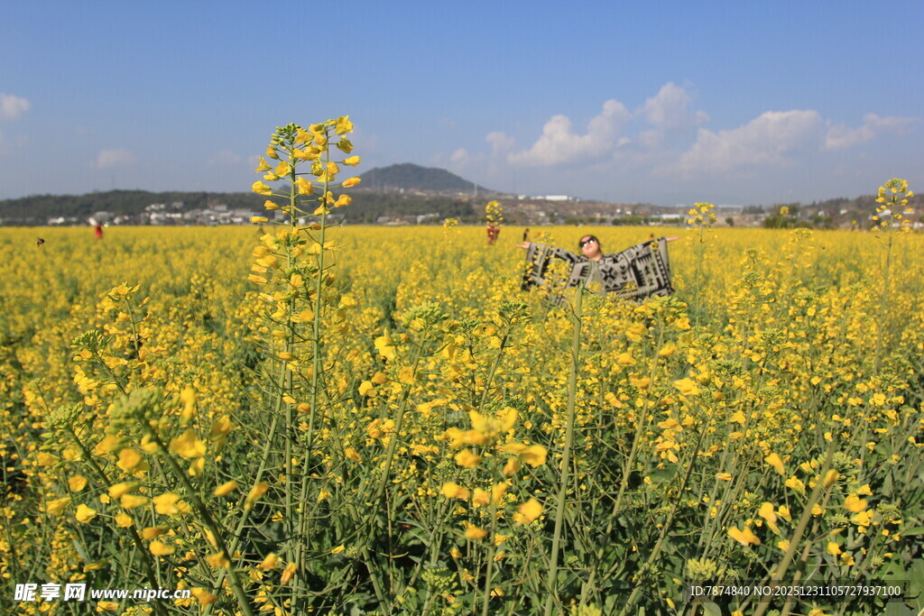 春日油菜花海中的骑行者