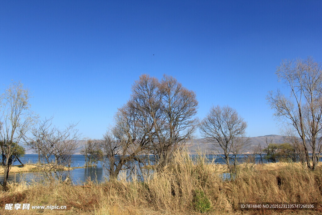 湖畔枯树与蓝天美景