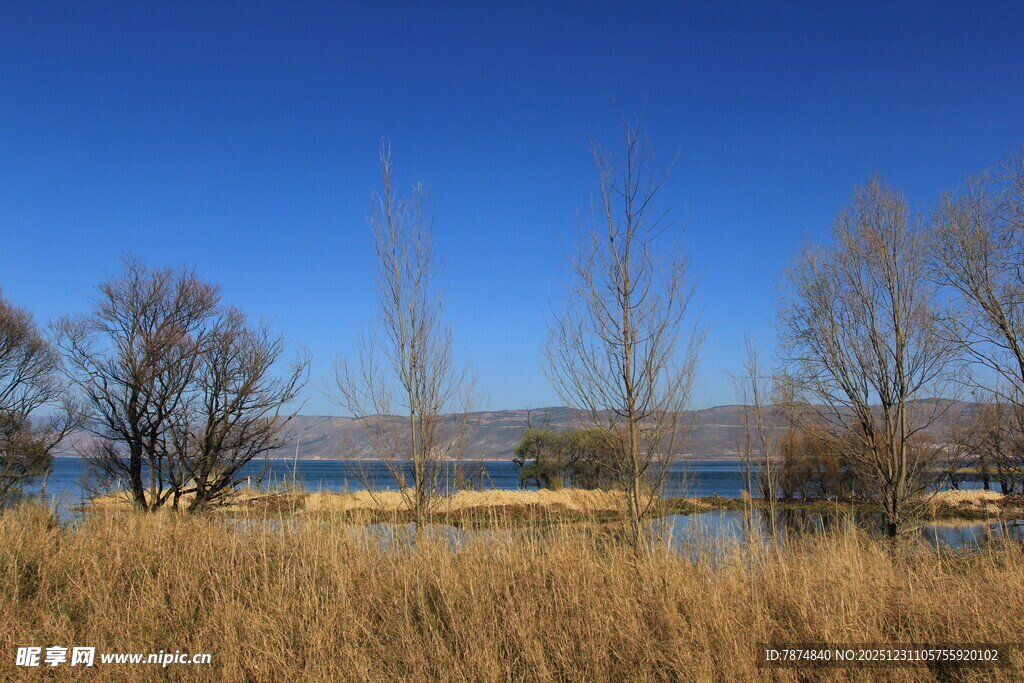 湖畔枯黄草木蓝天景致