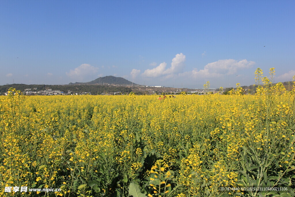 金黄油菜田与远山蓝天