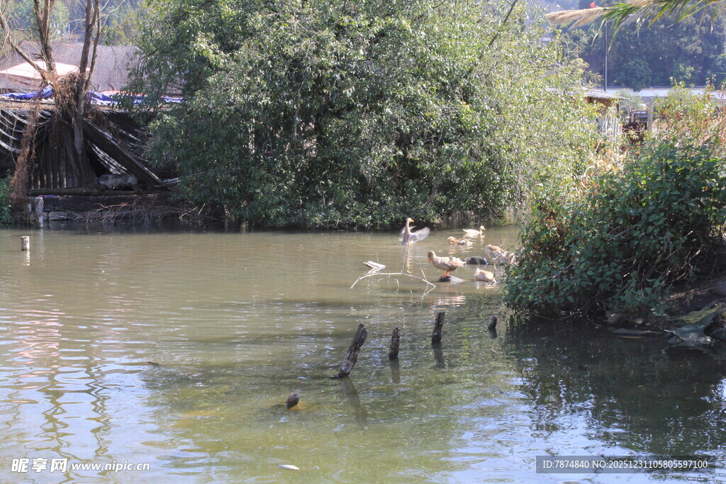 河畔野鸭嬉戏的自然景象