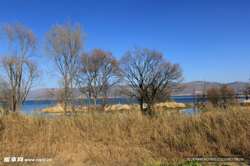 湖畔枯树与草地的风景