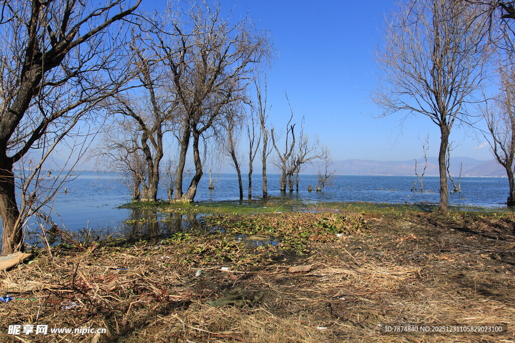 湖畔枯树风景