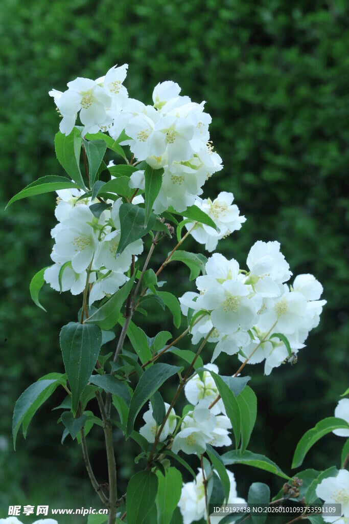 欧洲山梅花  