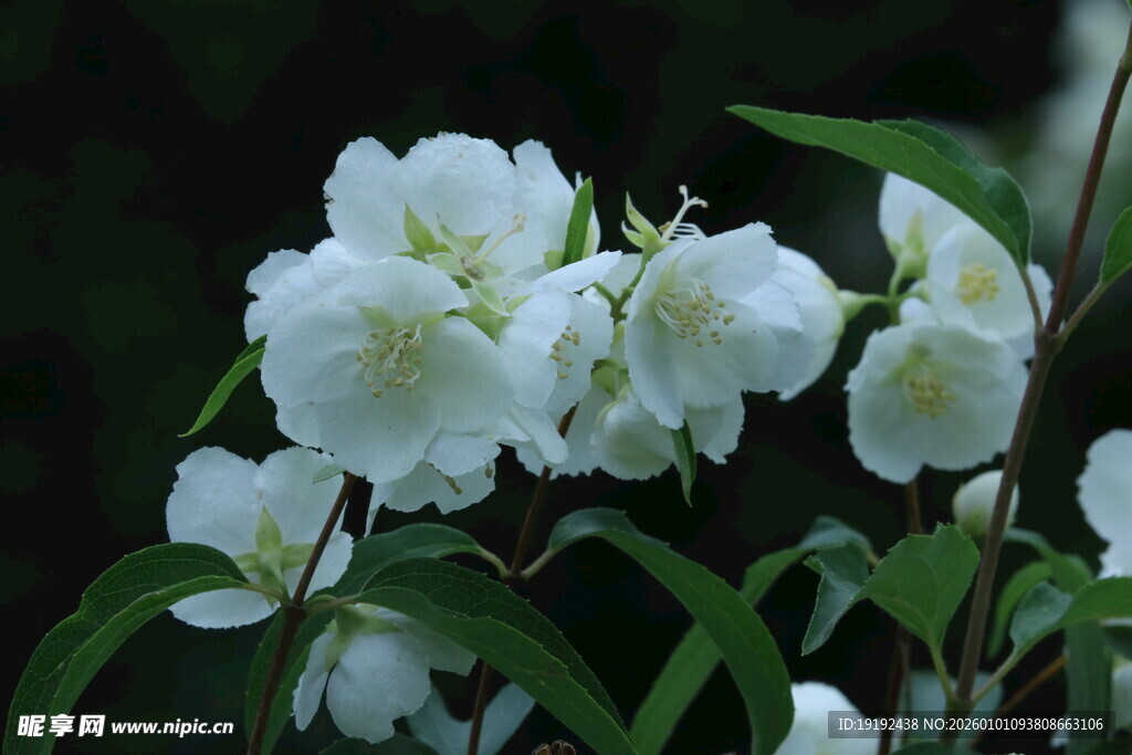 欧洲山梅花 