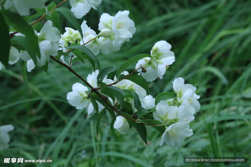 欧洲山梅花 