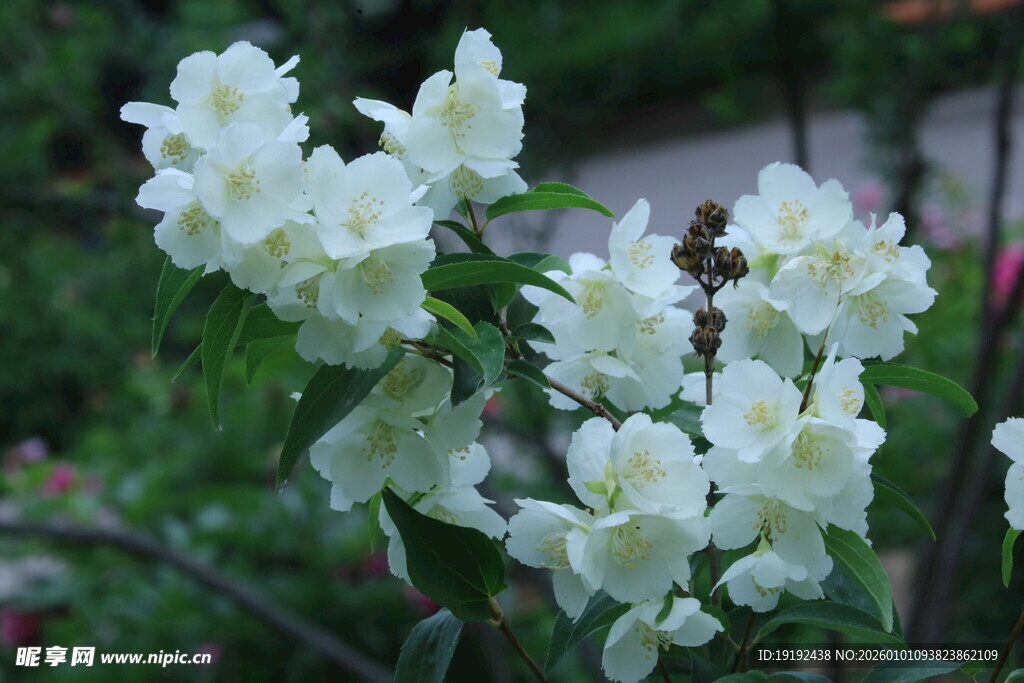 欧洲山梅花 