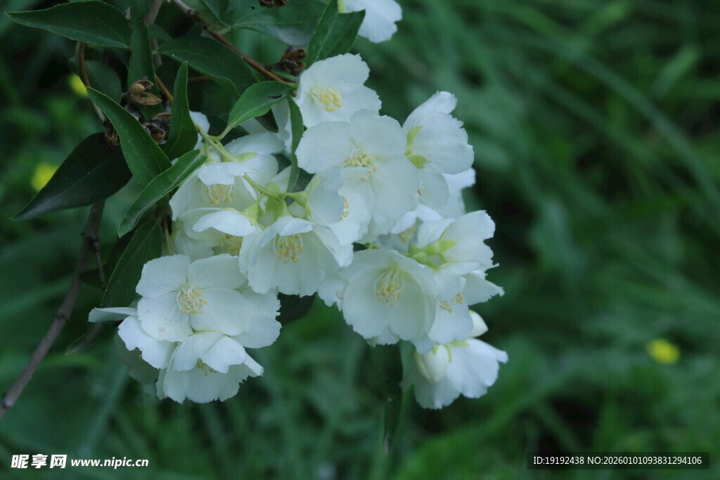 欧洲山梅花 