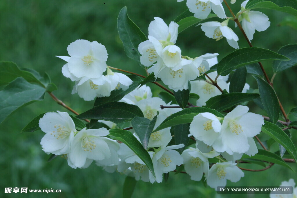 欧洲山梅花 