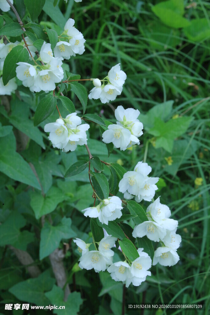 欧洲山梅花  