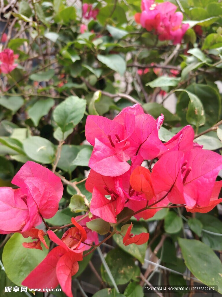娇艳三角梅